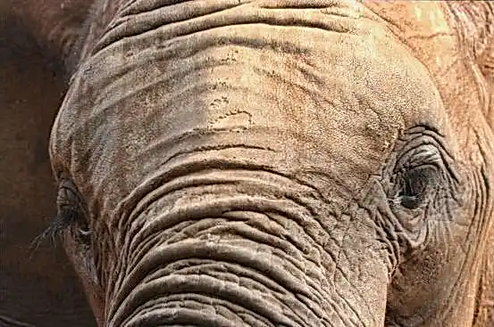 FLAGMAN сайт dad6ed