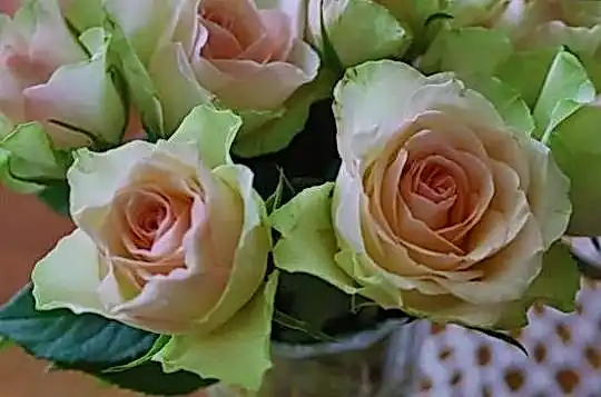 Flagman скачать 8f2887